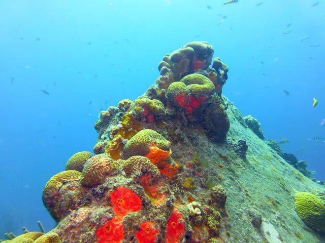 Underwater photograph by Joel Bergsma