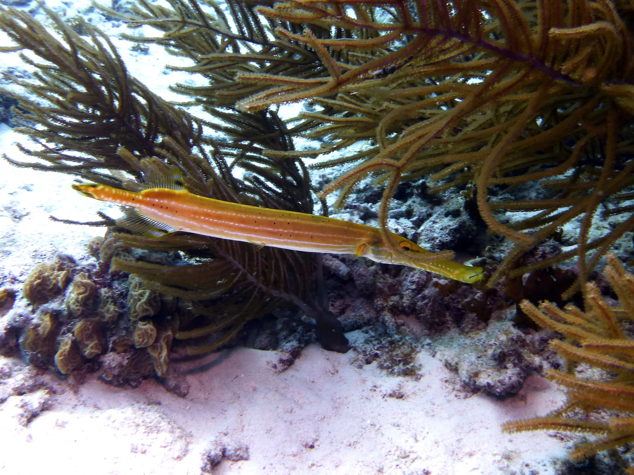 Trumpetfish, Bonaire, 2013