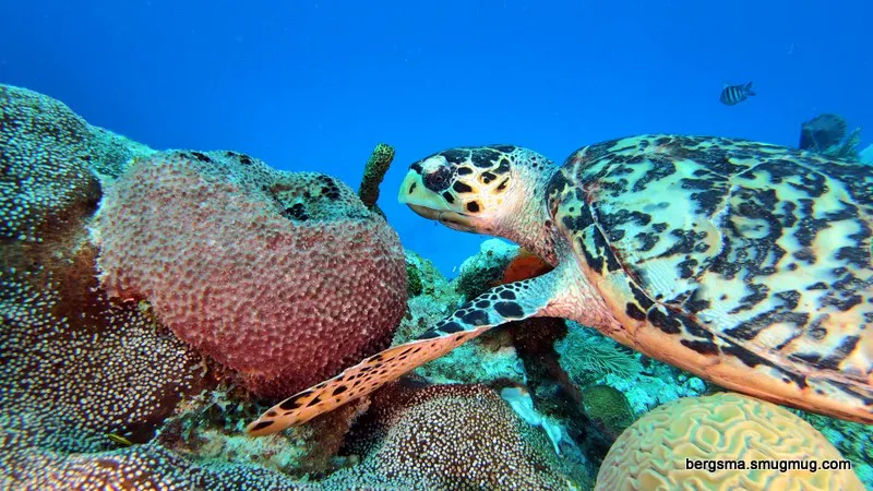 Underwater photograph by Joel Bergsma
