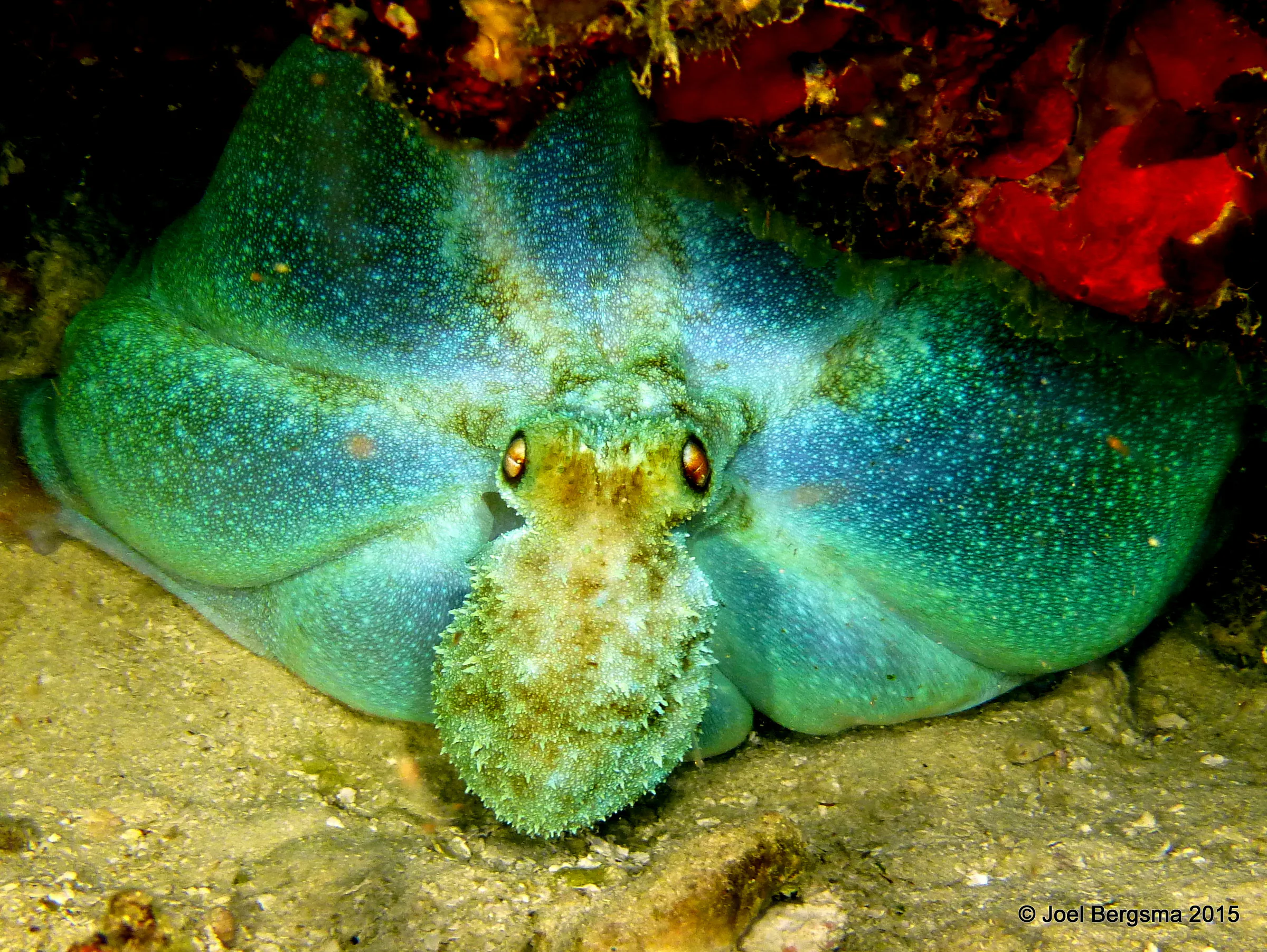 Cozumel underwater photograph, 2015