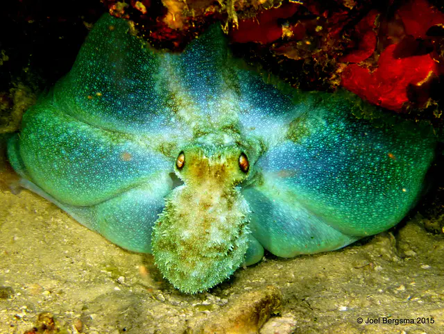 Underwater photograph by Joel Bergsma
