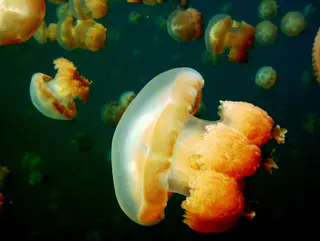 A beautiful Golden Jellyfish with a bell shaped dome. Jellyfish Lake, Palau, 2011. See Paul Humann, et al, Reeff Creature Identification (2010), page 17.