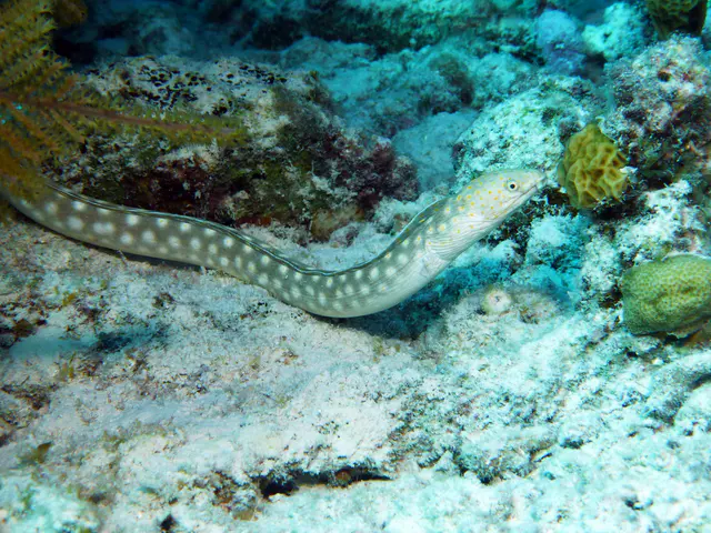 Underwater photograph by Joel Bergsma