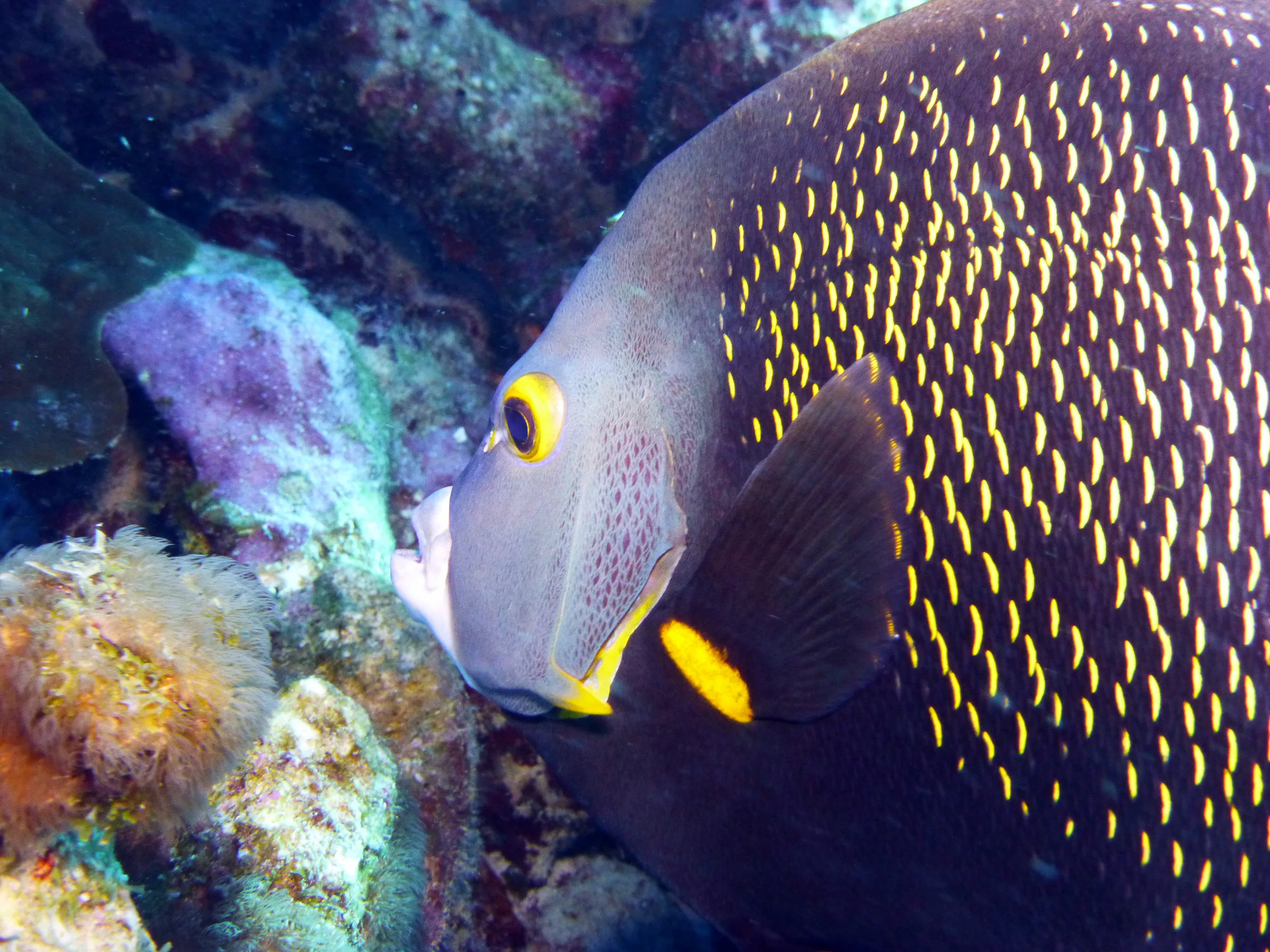 French Angelfish, Bonaire, 2013