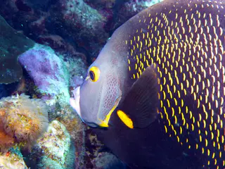 Underwater photograph by Joel Bergsma