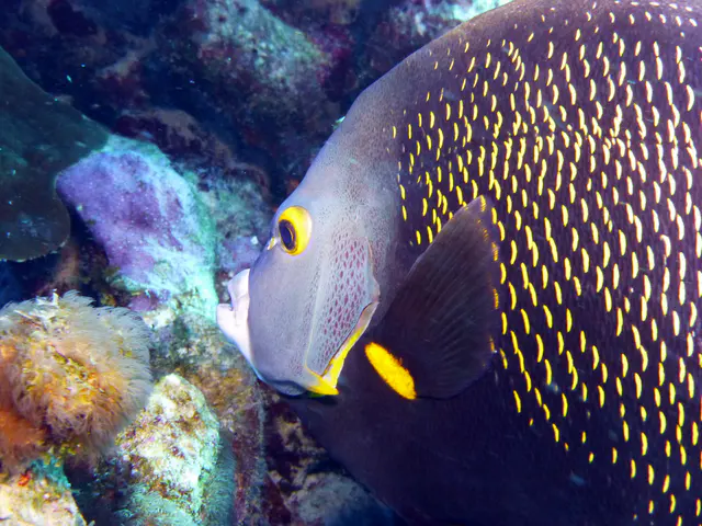 Underwater photograph by Joel Bergsma