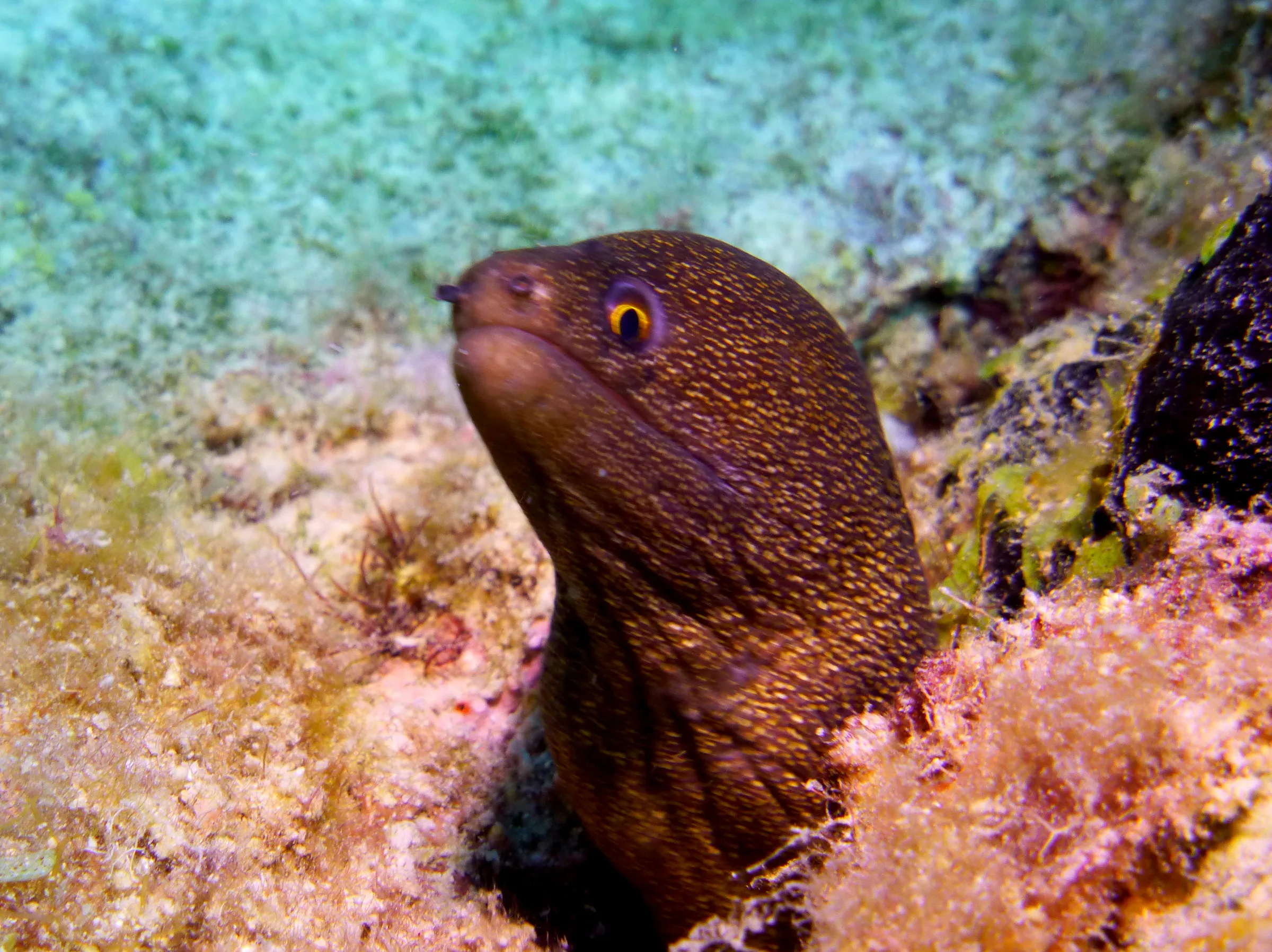 Goldentail Moray Eel, Bonaire, 2013