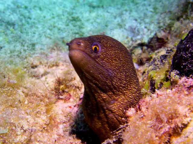 Underwater photograph by Joel Bergsma