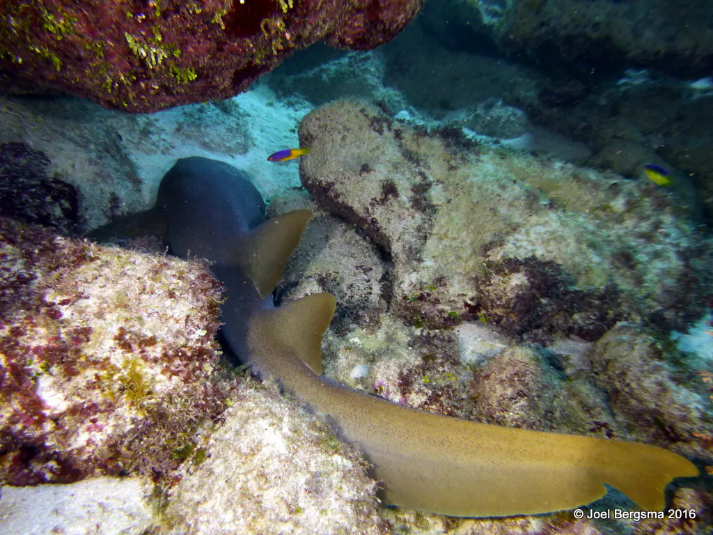 Nurse Shark, Cayman Islands, 2016