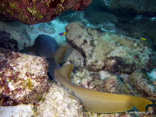 Underwater photograph by Joel Bergsma