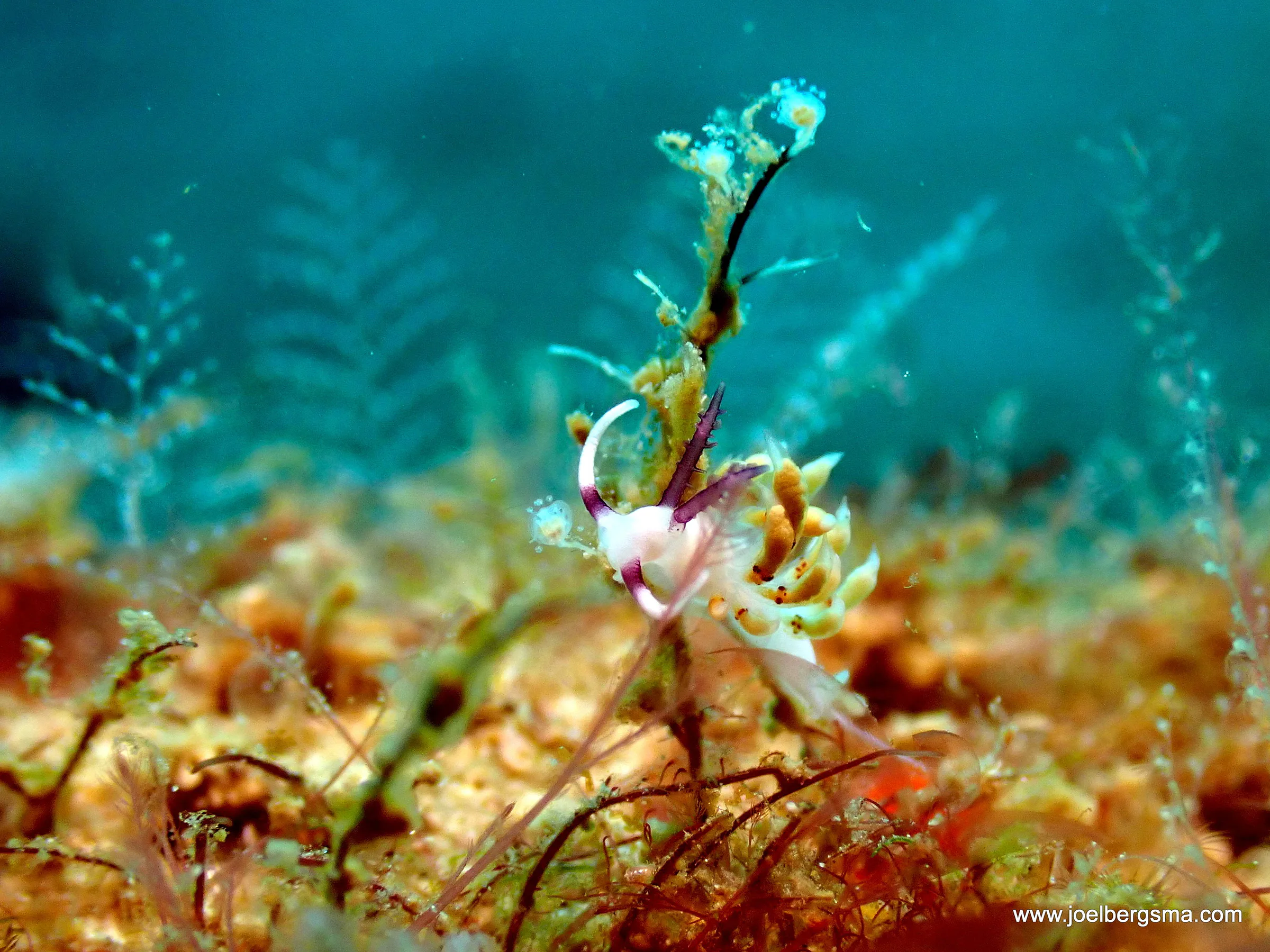 Philippines underwater photograph, 2022