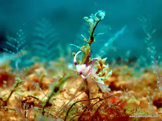 Underwater photograph by Joel Bergsma