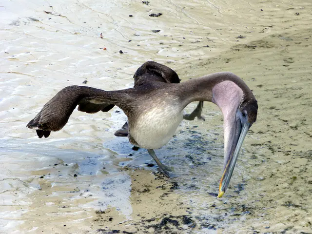 A Brown Pelican scratches itself at the El Garrapatero Beach.