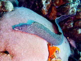 Underwater photograph by Joel Bergsma