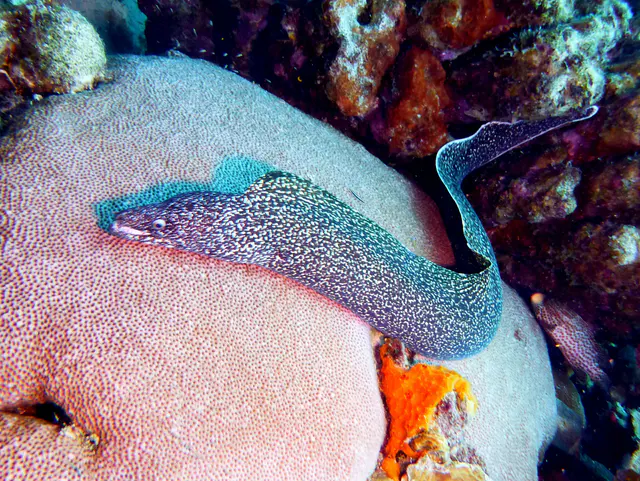 Underwater photograph by Joel Bergsma