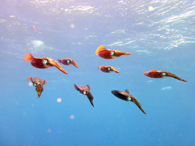 Underwater photograph by Joel Bergsma