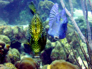 Underwater photograph by Joel Bergsma