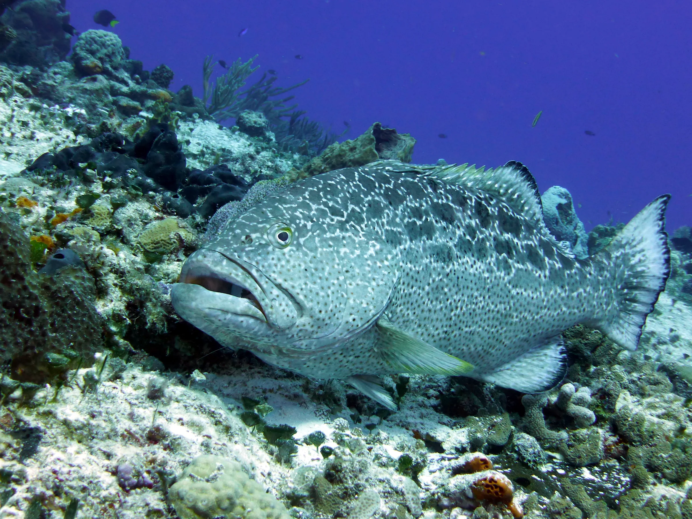 Black Grouper, Cozumel, 2014