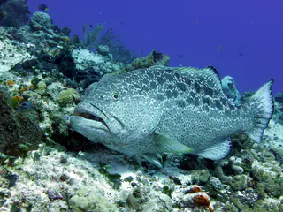 Underwater photograph by Joel Bergsma