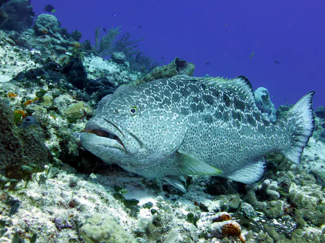 Underwater photograph by Joel Bergsma
