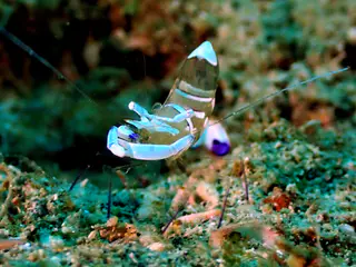 Underwater photograph by Joel Bergsma
