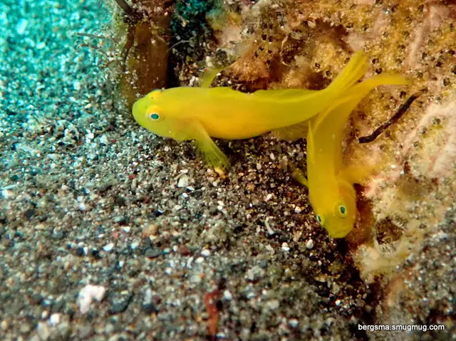 Underwater photograph by Joel Bergsma