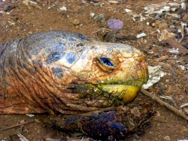 The eye & head of the resting Giant Tortoise.