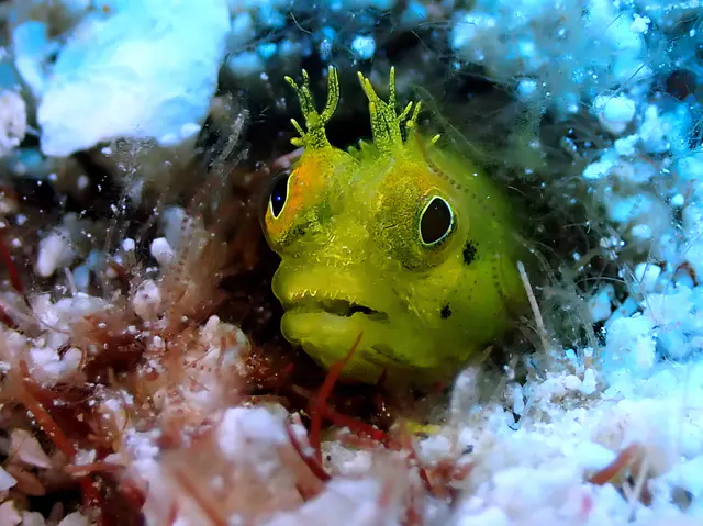 Underwater photograph by Joel Bergsma
