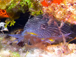 Underwater photograph by Joel Bergsma