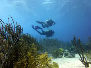 Underwater photograph by Joel Bergsma