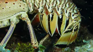 Lobster tending her eggs