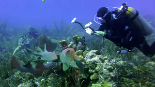 Underwater photograph by Joel Bergsma