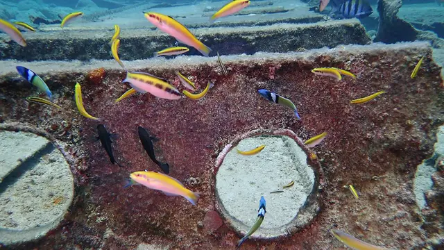 Wrasse feed on Seargant Major's eggs