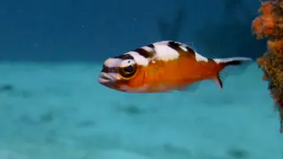 Underwater photograph by Joel Bergsma