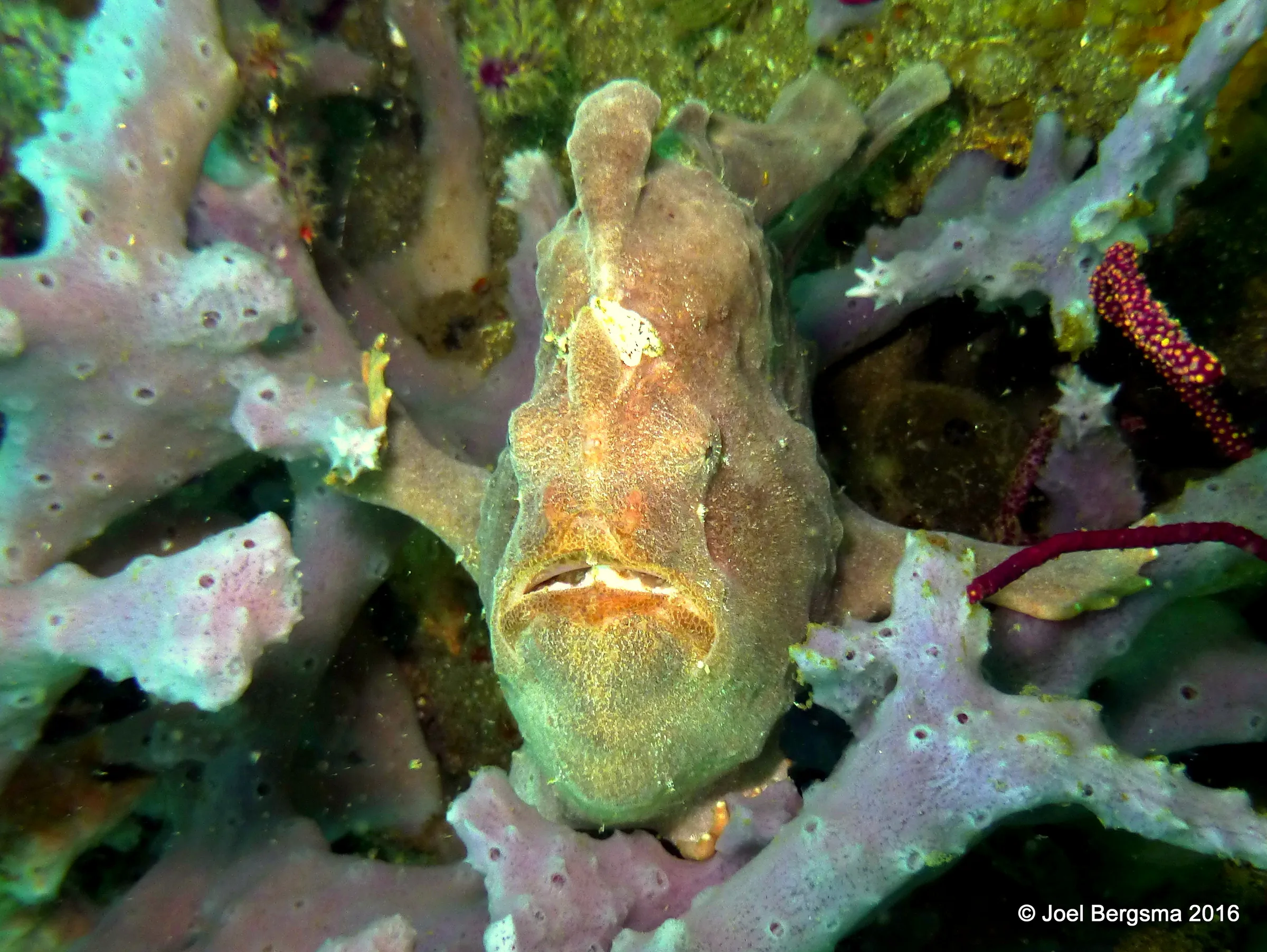 Frogfish, Komodo, 2016