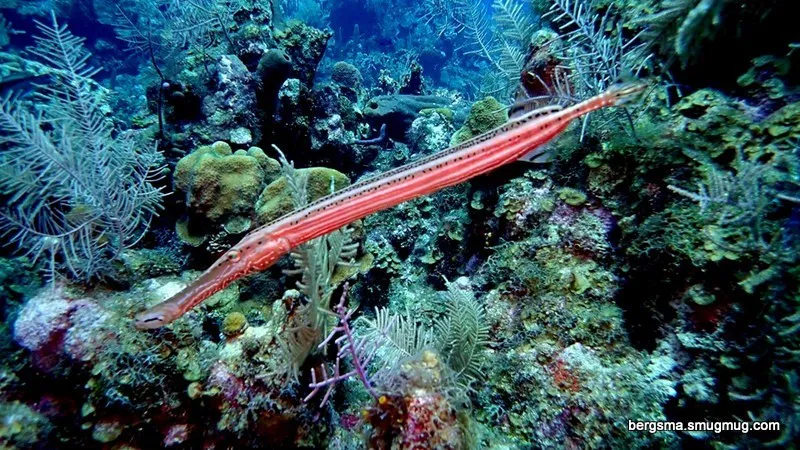 Cayman Islands underwater photograph, 2019