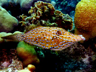Underwater photograph by Joel Bergsma