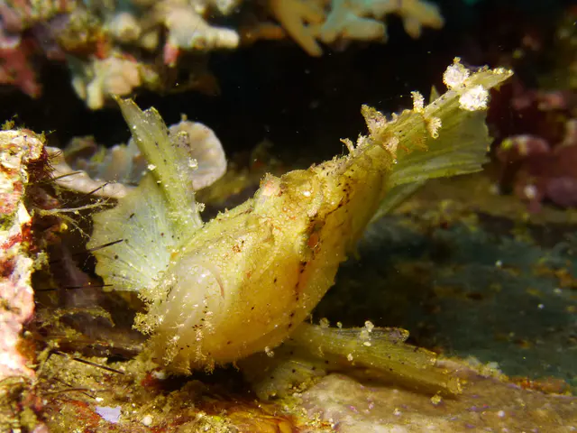 Leaf Scorpionfish - Green Variation.  Gerald Allen, et al, Reef Fish Identification - Tropical Pacific (2003), page 378.