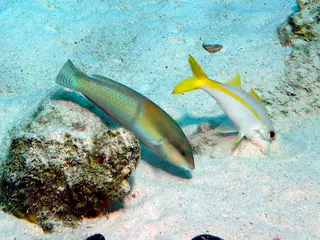 Underwater photograph by Joel Bergsma