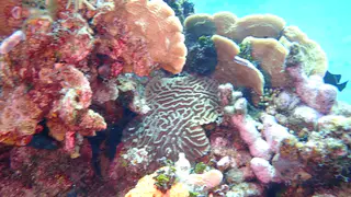 Seargant Major (Damselfish)