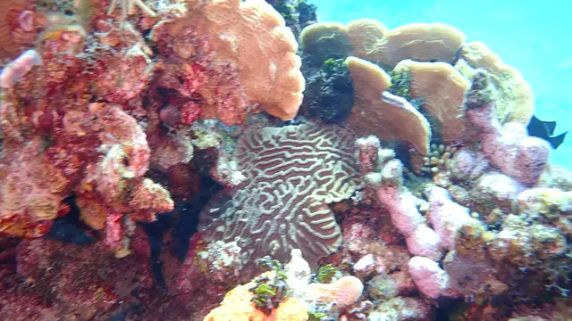 Seargant Major (Damselfish)
