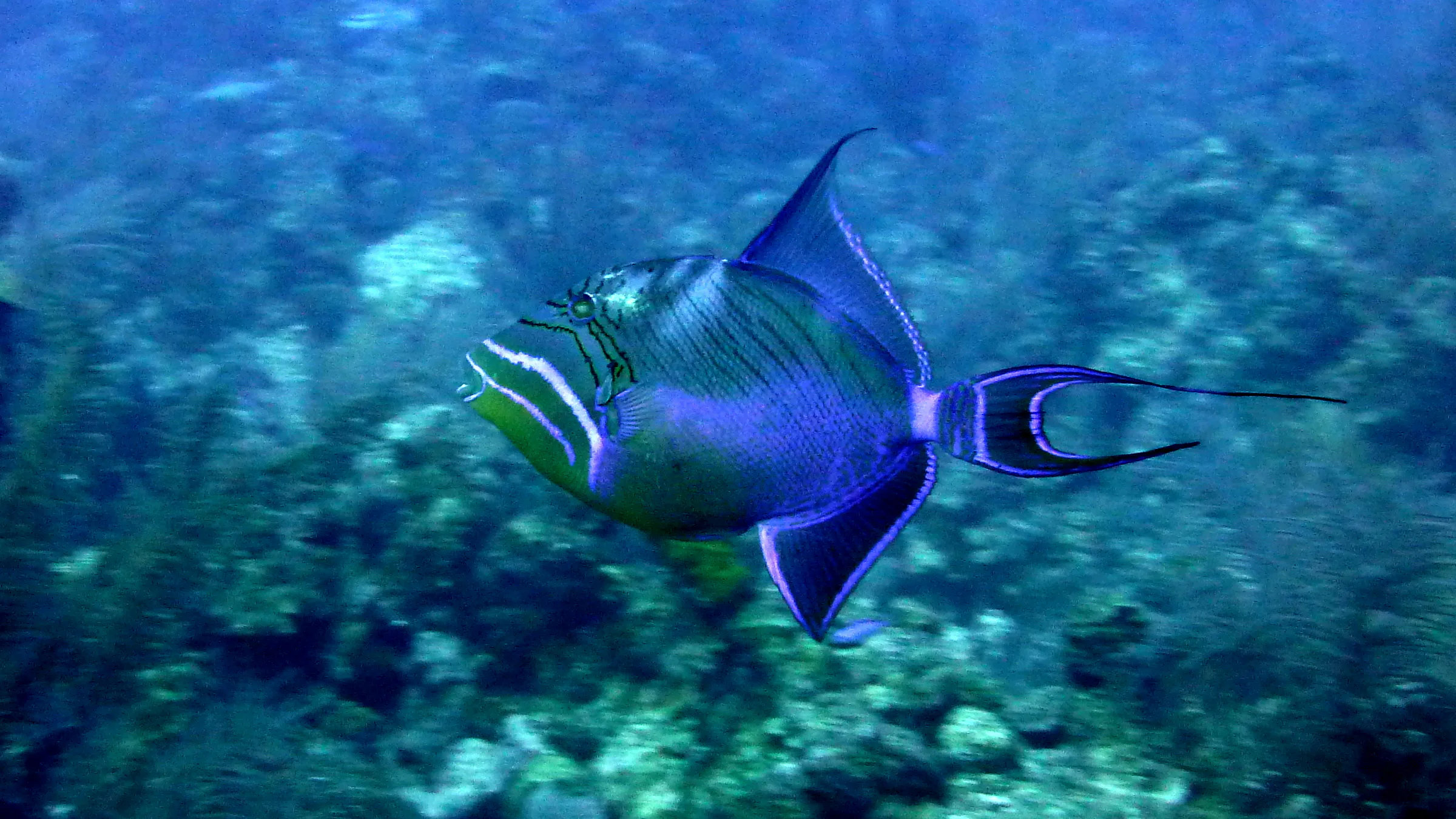 Queen Triggerfish, Belize, 2017