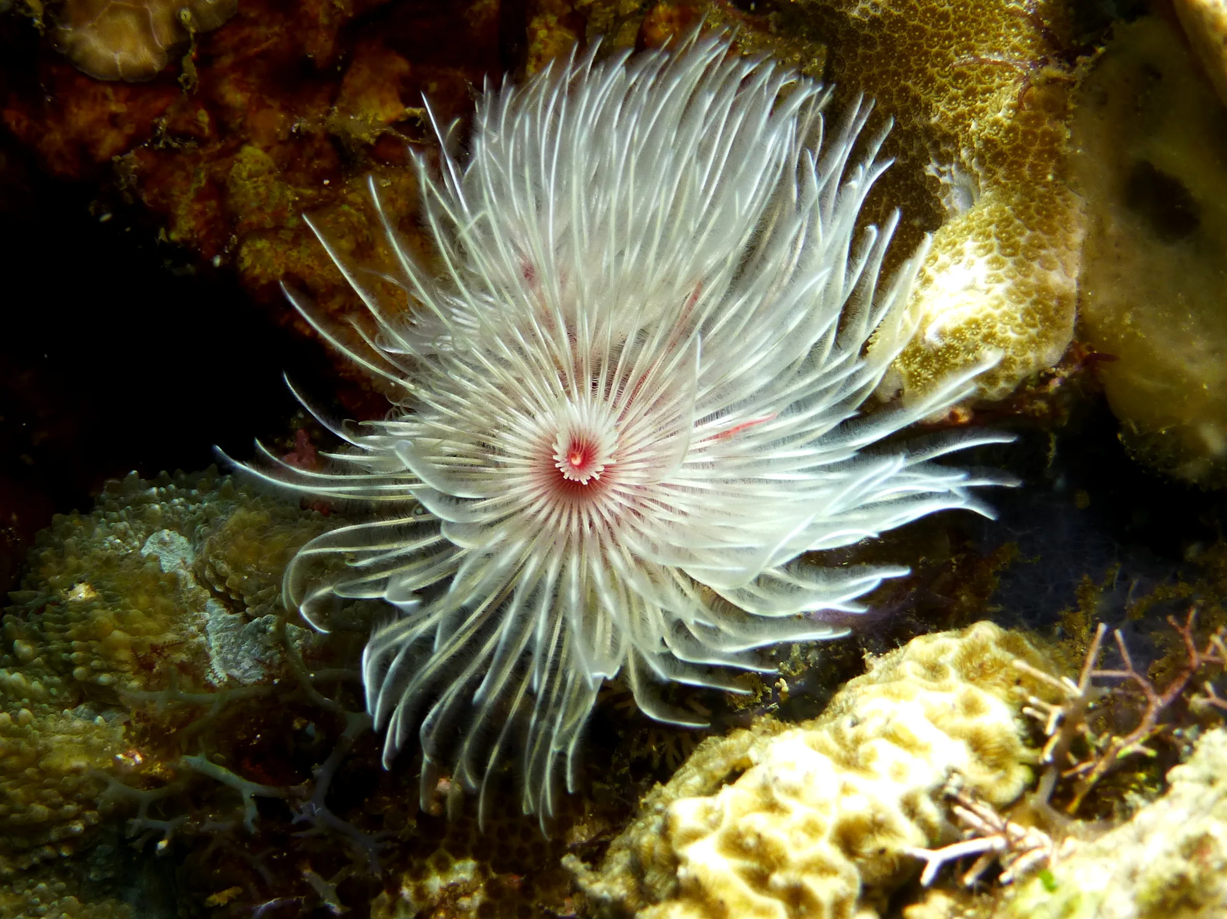 Feather Duster Worm, Philippines, 2014