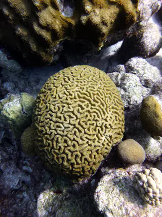 Underwater photograph by Joel Bergsma