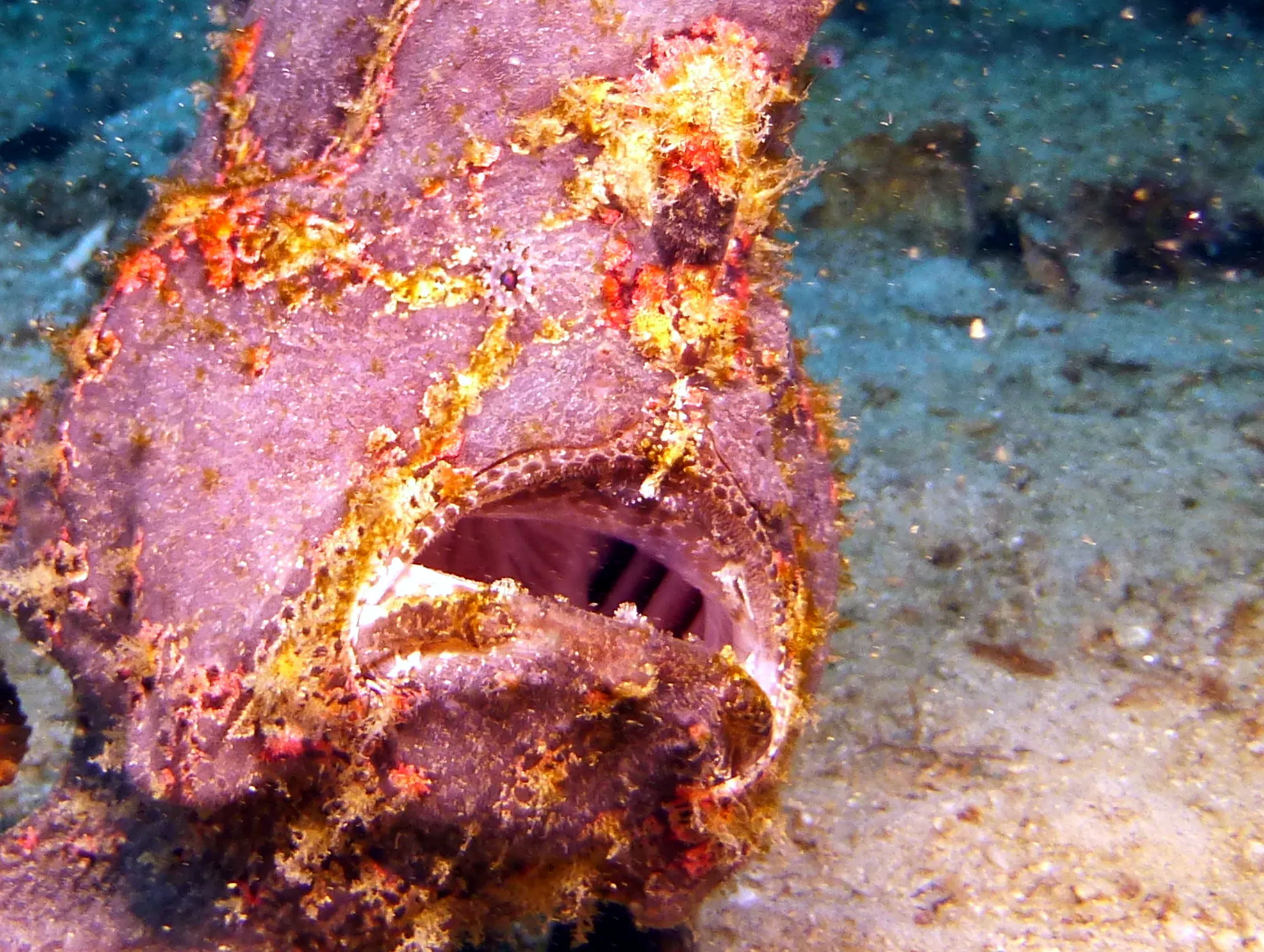 Frogfish, Philippines, 2014