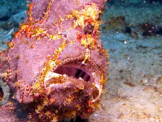 Underwater photograph by Joel Bergsma