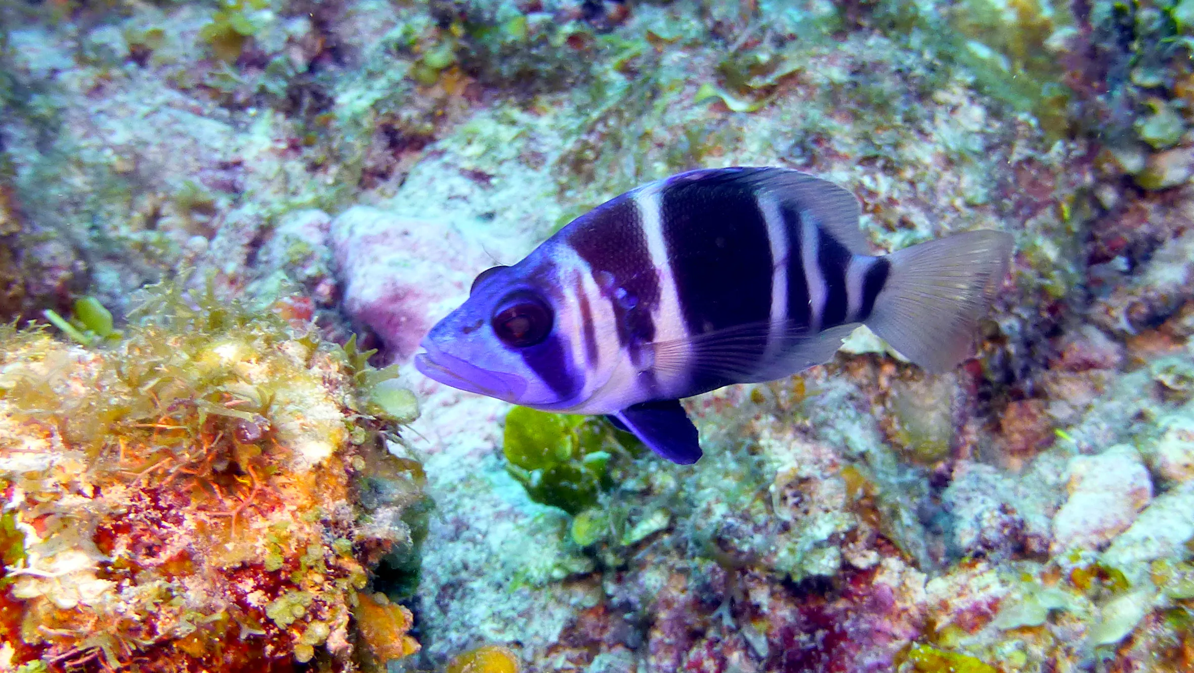 Indigo Hamlet, Belize, 2017