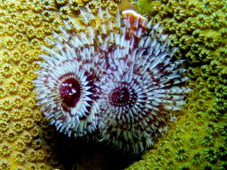 Underwater photograph by Joel Bergsma