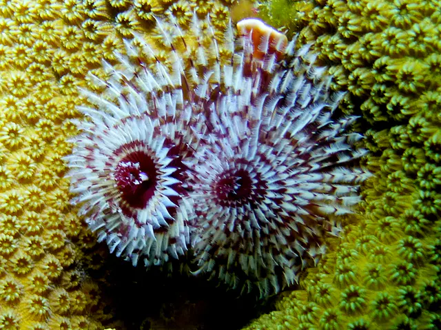 Underwater photograph by Joel Bergsma