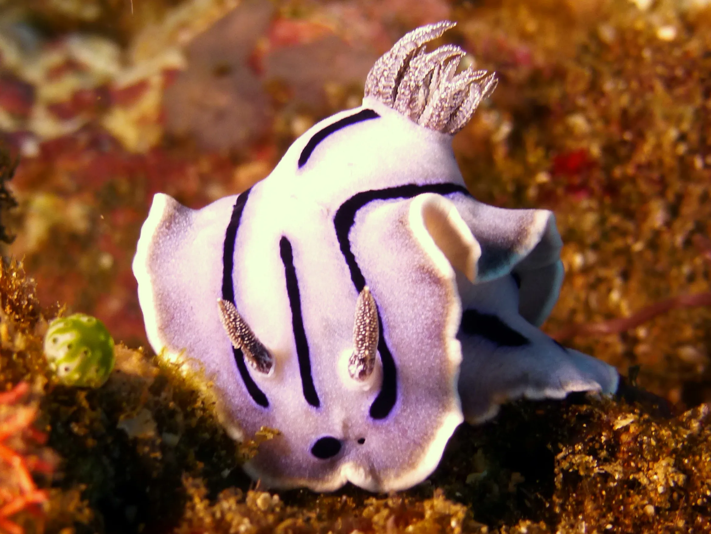 Nudibranch, Philippines, 2014